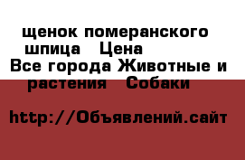 щенок померанского  шпица › Цена ­ 50 000 - Все города Животные и растения » Собаки   